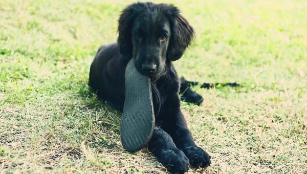 This handsome flat-coated retriever appeared in a previous Butler County Humane Society calendar. The BCHS is currently seeking entries for its 2016 calendar. (Courtesy Photo)