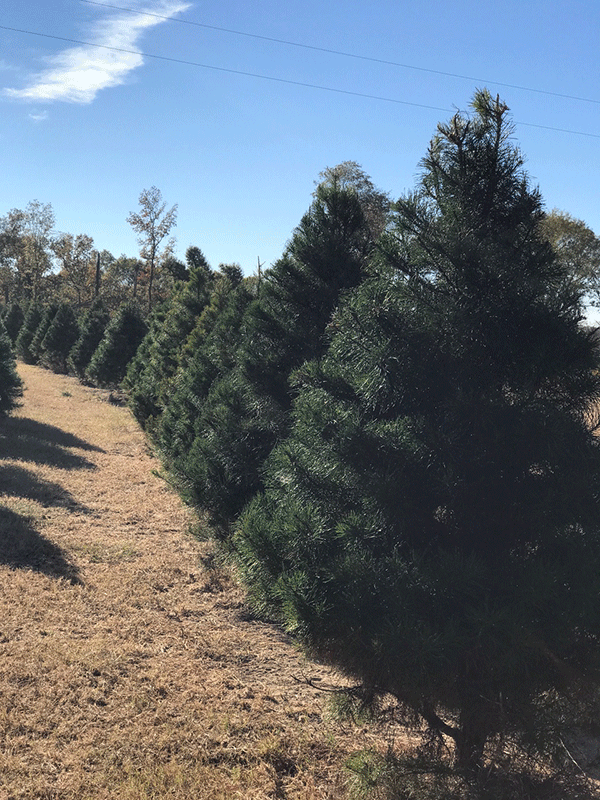 The farm offers Virginia Pine trees in a variety of shapes and sizes, ranging from 6-foot to 8-foot trees. Prices for the trees start at $25 for the smallest and go up from there. Trees will be available the day after Thanksgiving. 
