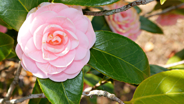 This common camellia, also known as a Japanese camellia, and many others will be celebrated next week during the 55th Camellia Week celebration.