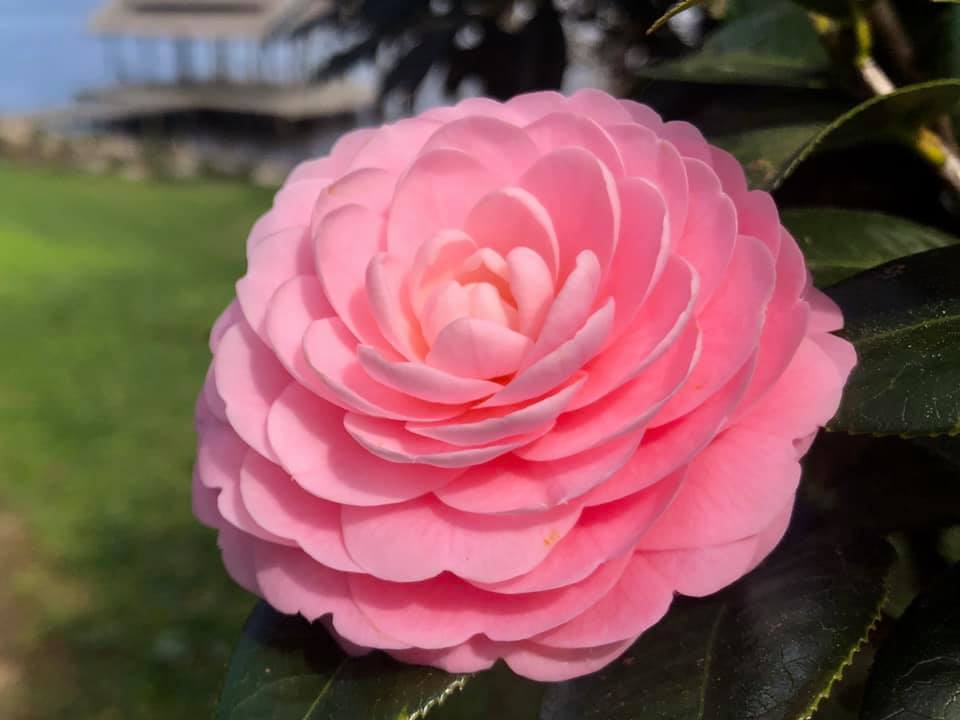In The Pink Camellia - Buchanan's Native Plants